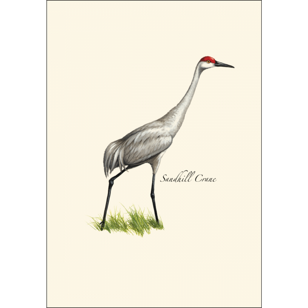 Sandhill Crane Notecard Set