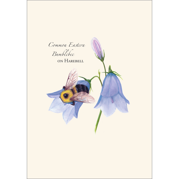 Spring Bee Assortment