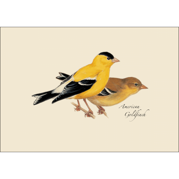 Peterson Bird Assortment