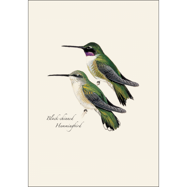 Peterson Hummingbird Assortment