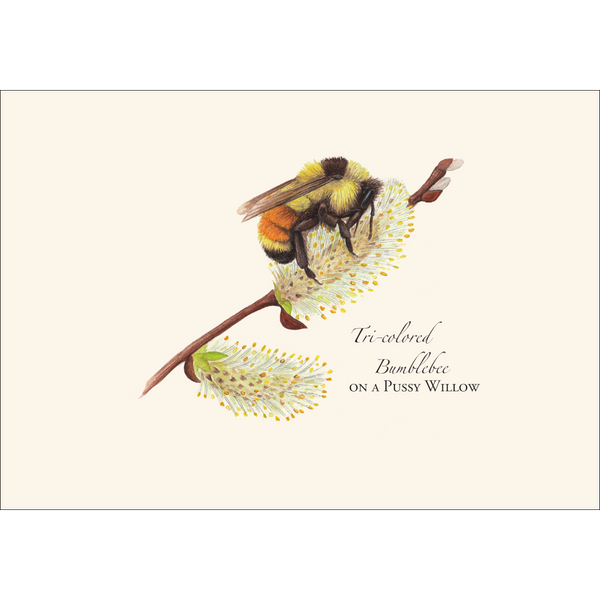 Spring Bee Assortment