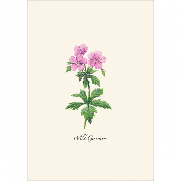 Meadow Wildflower  Asst.
