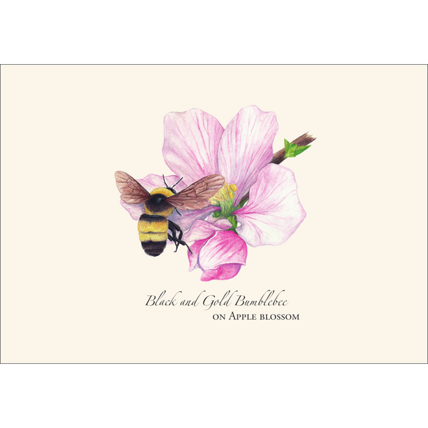 Spring Bee Assortment