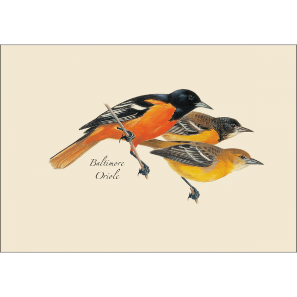 Peterson Bird Assortment