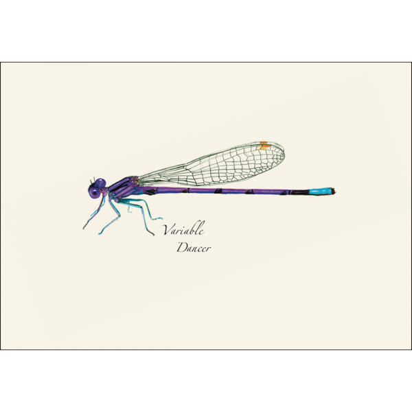 Dragonfly & Damselfly Assortment Notecard Set