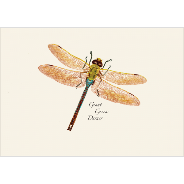 Dragonfly & Damselfly Assortment Notecard Set