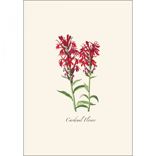 Meadow Wildflower  Asst.