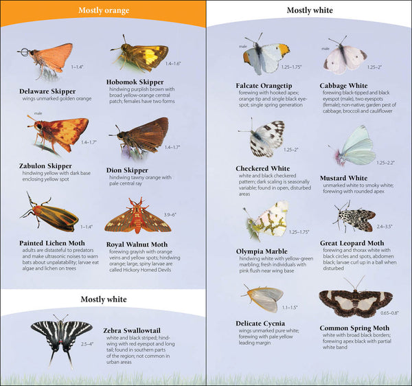 Butterflies of the Midwest Quick Guide