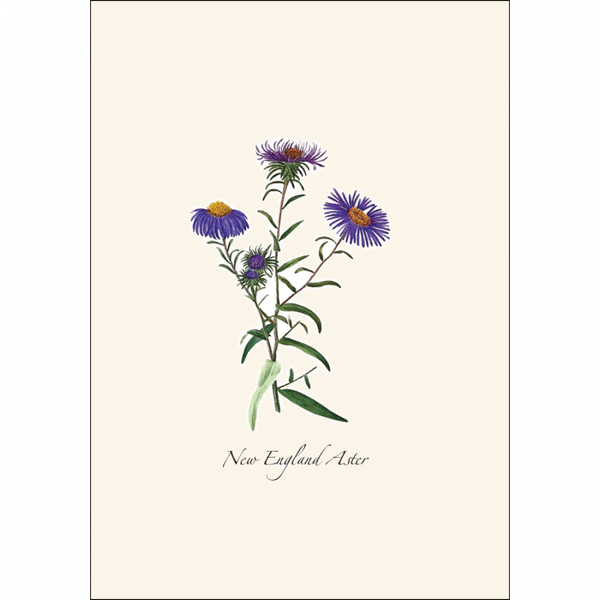 Meadow Wildflower  Asst.