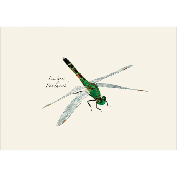 Dragonfly & Damselfly Assortment Notecard Set