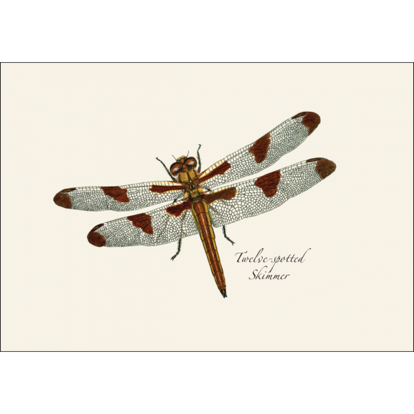 Dragonfly & Damselfly Assortment Notecard Set