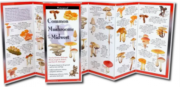 Common Mushrooms of the Midwest