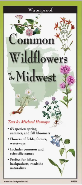 Common Wildflowers of the Midwest