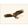 Bald Eagle- Note Cards 8pk