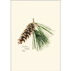 Pinecone Assortment - Note Cards 8pk