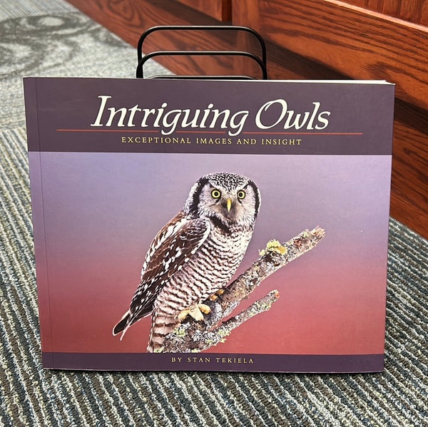 Intriguing Owls