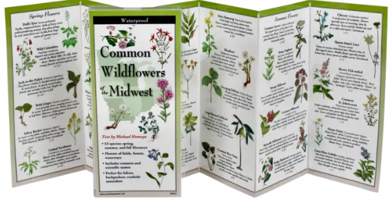 Common Wildflowers of the Midwest