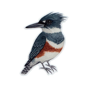 Belted Kingfisher Vinyl Bird Sticker
