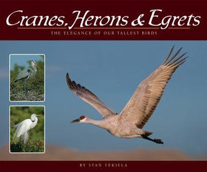 Cranes, Herons & Egrets: The Elegance of our Tallest Birds