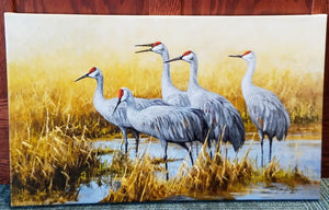 Sandhill Crane Canvas Print by Gary Moss