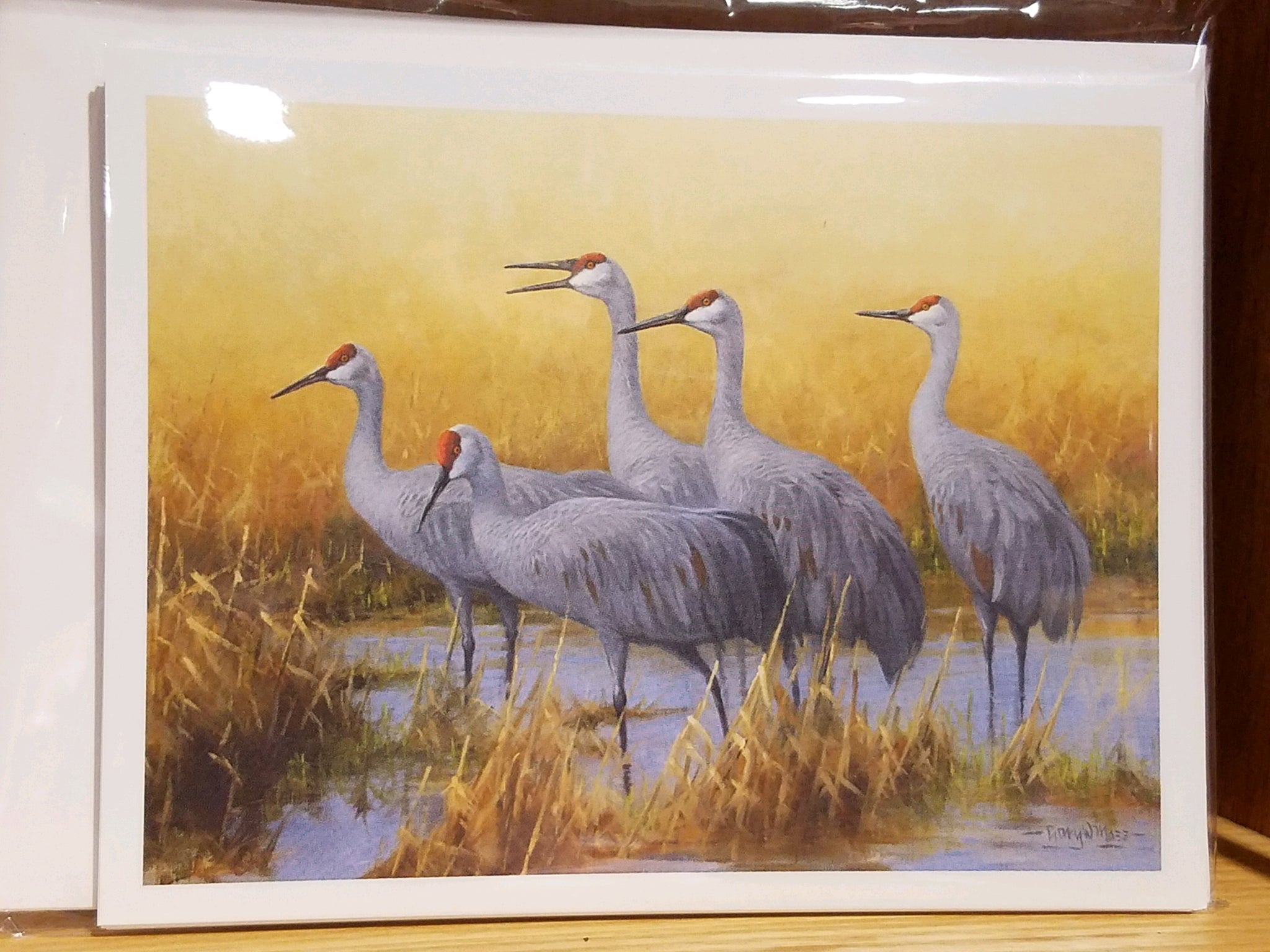 Sandhill Crane Note Cards by Gary Moss