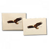 Bald Eagle- Note Cards 8pk