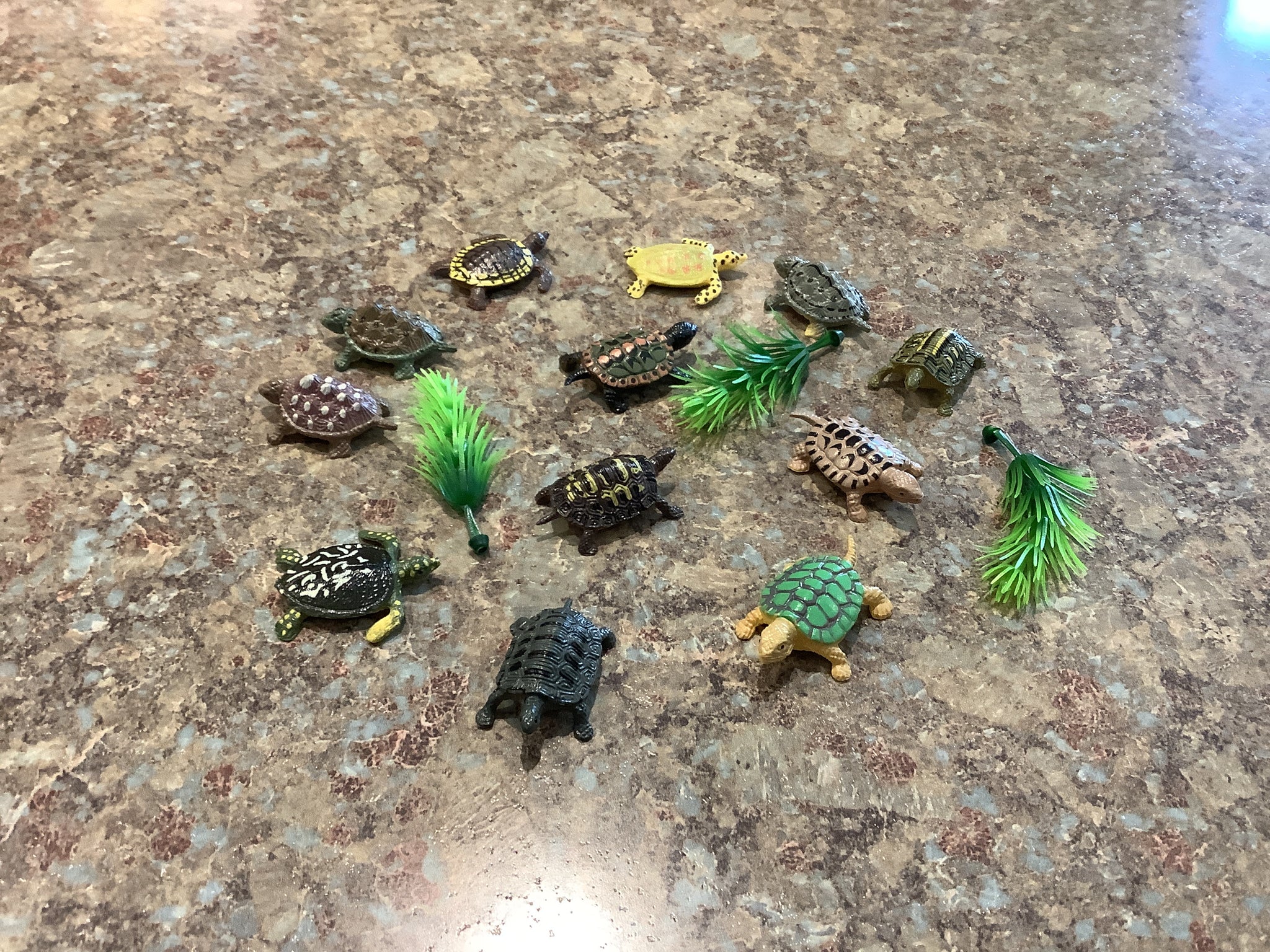 Mini turtle collection assorted Pack
