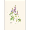Lupine - Note Cards 8pk